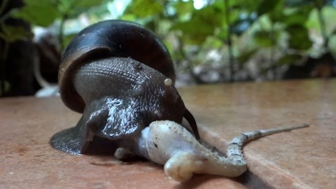 非洲大蜗牛究竟有多可怕?蜥蜴一下被秒杀,一口就吞下半个脑袋!