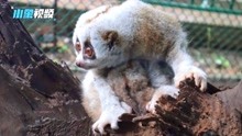世界上唯一有毒的猴子！云南德宏诞生首例人工繁殖蜂猴宝宝