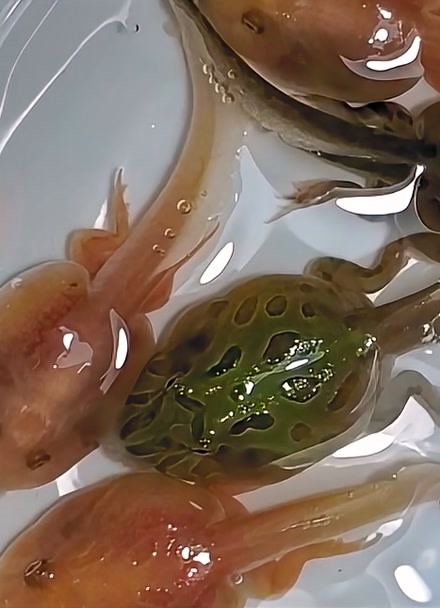 变异角蛙繁殖记录第十八天蝌蚪已经长出后腿