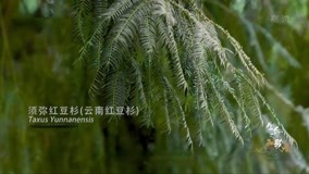 Watch the latest 欧亚大陆上最高的一棵树，高黎贡山的秃杉，高达97米 (2021) with English subtitle English Subtitle