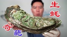 [图]巨大生蚝4.0，这次老板说肯定不会翻车，我们来赌一把