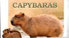 CAPYBARAS 水豚君（2）