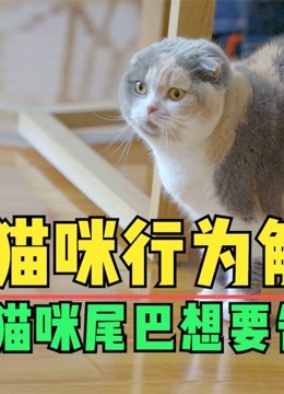 [图]猫咪行为深度解读：你真的了解猫咪身体语言吗？