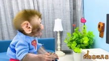 小猴子萌可 第2季 第81集 超人小猴子