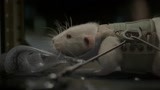 异星觉醒：外星生物瞬间绞杀小白鼠，过程太残酷，可怕
