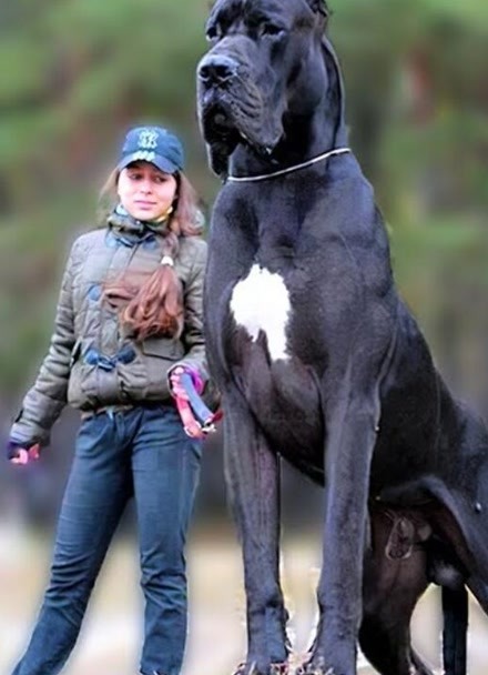 体型巨大的狗图片