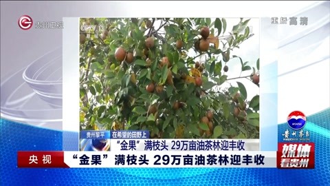 “金果”满枝头 29万亩油茶林迎丰收