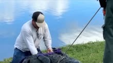 300公斤巨鳄爬上岸袭击狗狗，主人为救爱犬，惨被拖入池底