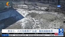 黑龙江:六只母鹿携子“出逃” 警民彻夜找寻