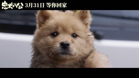 电影《忠犬八公》全新预告曝光  “八筒相伴”延续温暖感动