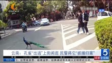 云南:孔雀“出逃”上街闲逛 民警将它“抓捕归案”