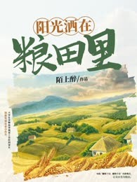 阳光洒在粮田里