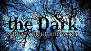 夜行动物探秘：夜晚的自然世界