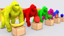 辉辉宝贝乐园：萌宝早教益智3D动画！大猩猩的水果！