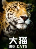 大猫