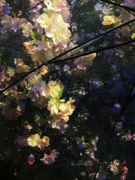 焉花