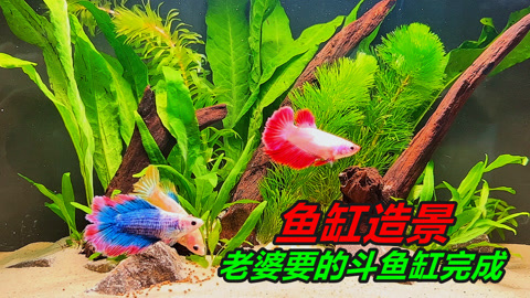 老婆要的第二臺鬥魚缸,我給她做好了,結果鬥魚還養在杯子裡