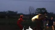萌宠养殖场梅花鹿出逃，桂林消防员上演精彩追逐
