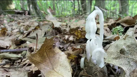 好像存在于异世界的植物,这个植物究竟是什么来头?